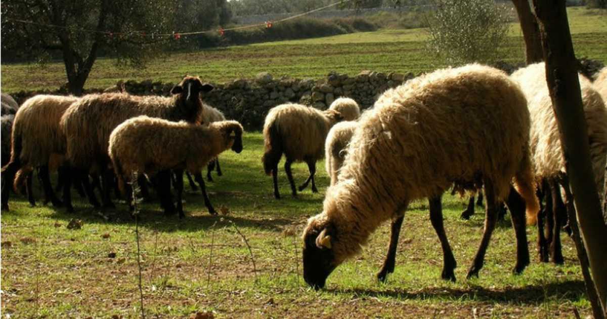Altro che bambini e cani, ad Altamura ora si adottano le pecore